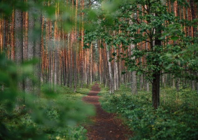 Siauras lauko keliukas vingiuoja per sodriai žalią mišką su aukštomis, tiesiomis pušimis. Saulės šviesa skverbiasi pro lapus, skleisdama šiltą švytėjimą ant medžių kamienų ir žemės.