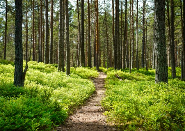Siauras purvinas keliukas vingiuoja per sodriai žalią mišką, kuriame auga aukšti, liekni medžiai ir skverbiasi saulės spinduliai, sukurdami ramią, kviečiančią atmosferą.